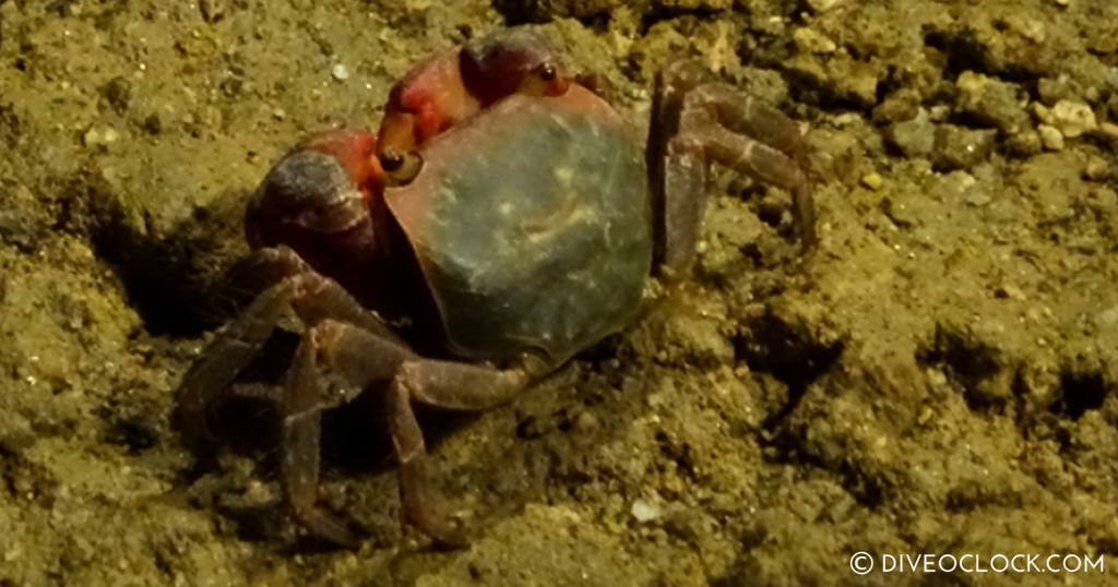K 26 in South Korea Explore Asia S Deepest Diving Pool  Asia South Korea Crab Farm 
