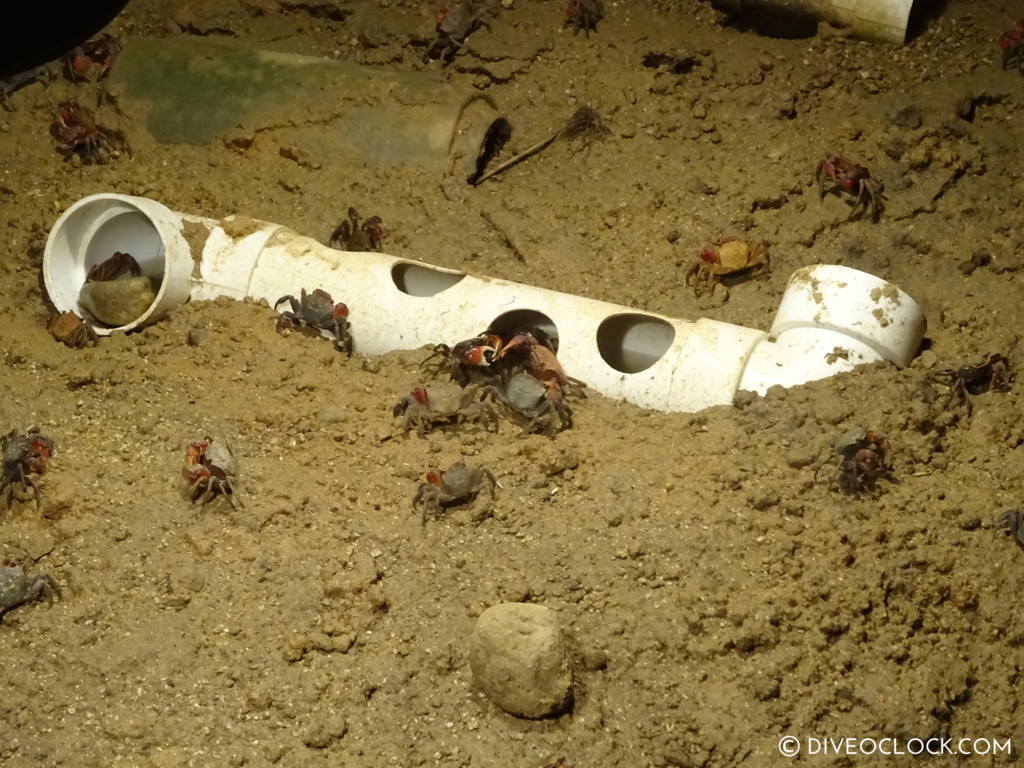 terra_crab_farm_sokcho_south_korea_diveoclock