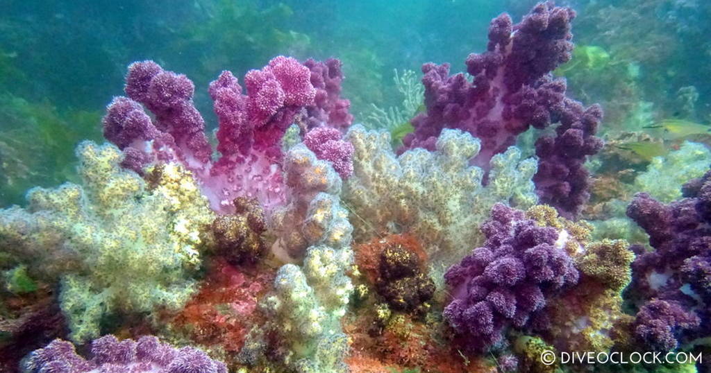 North Sulawesi Diving Spectacular Manado Bunaken Lembeh  Asia South Korea Jeju 