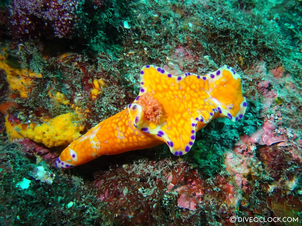 scuba_diving_jeju_munsum_south_korea_diveoclock