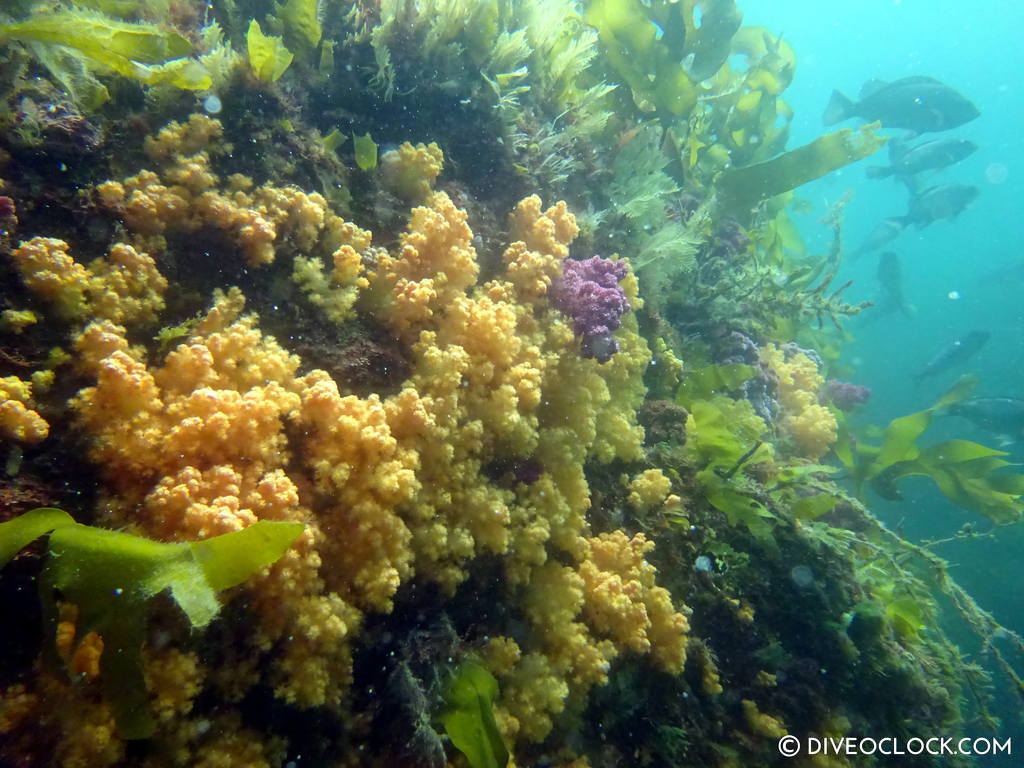 scuba_diving_jeju_munsum_south_korea_diveoclock