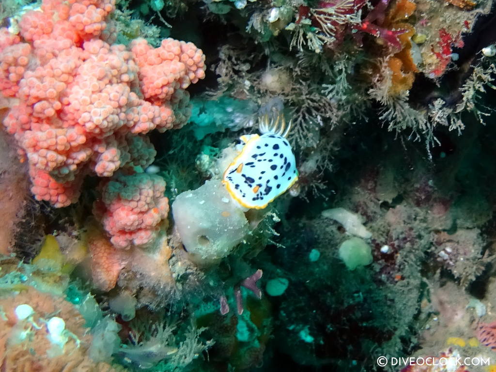 scuba_diving_jeju_munsum_south_korea_diveoclock