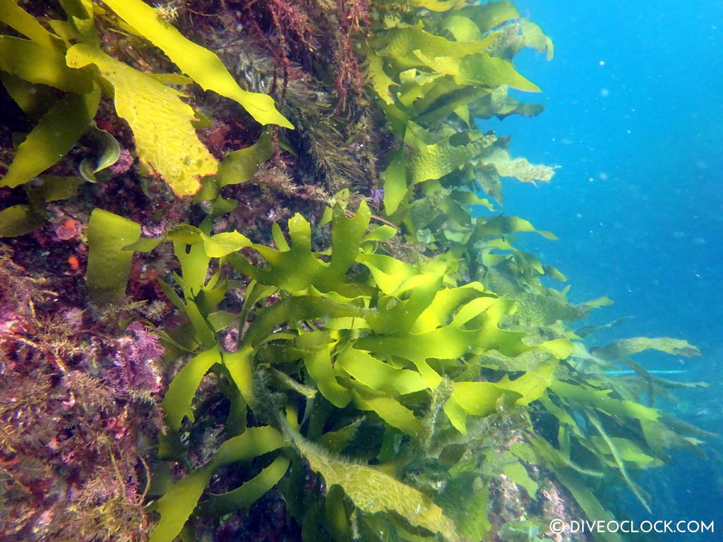 scuba_diving_jeju_munsum_south_korea_diveoclock