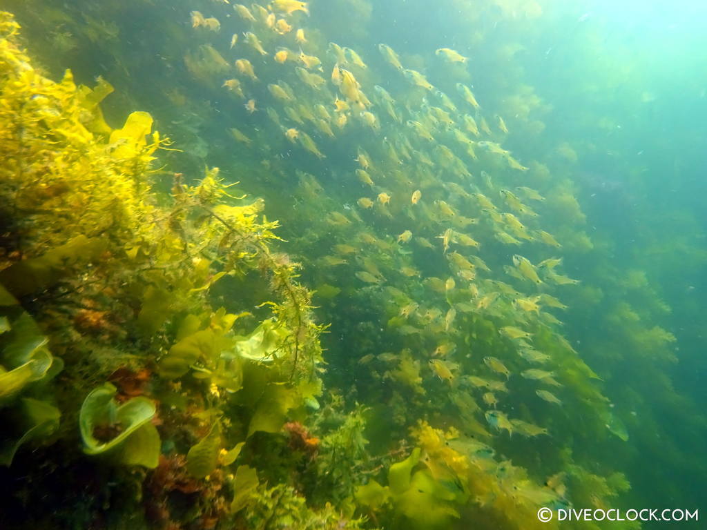 scuba_diving_jeju_munsum_south_korea_diveoclock