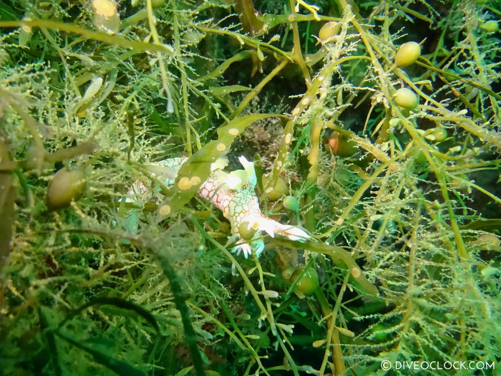 scuba_diving_jeju_munsum_south_korea_diveoclock