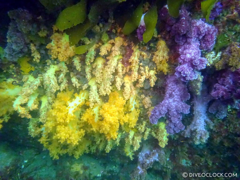 scuba_diving_jeju_munsum_south_korea_diveoclock