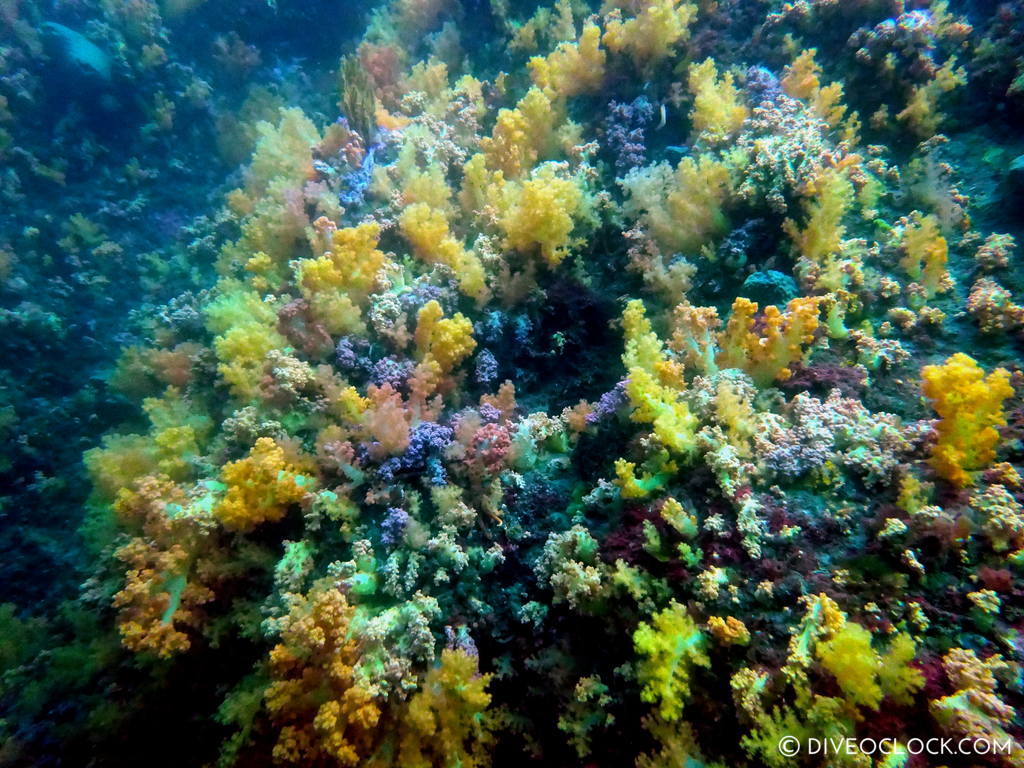 scuba_diving_jeju_munsum_south_korea_diveoclock