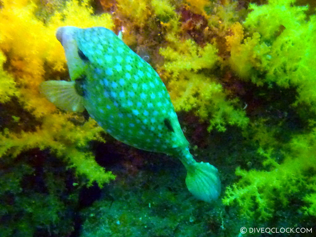 scuba_diving_jeju_munsum_south_korea_diveoclock