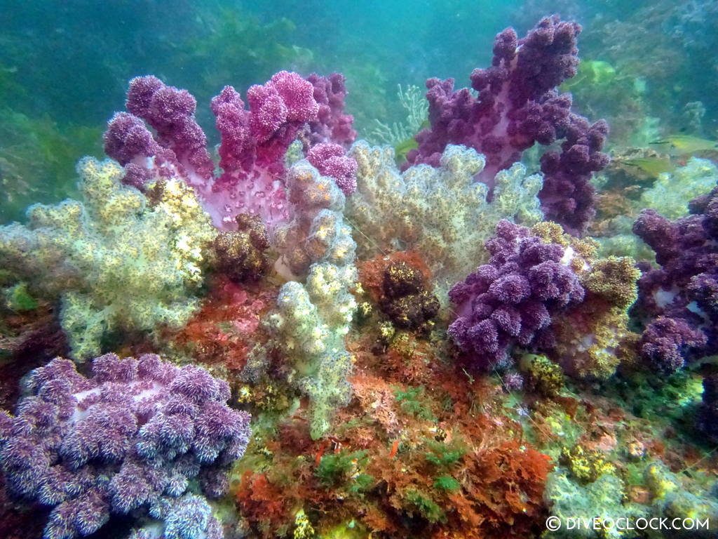 scuba_diving_jeju_munsum_south_korea_diveoclock