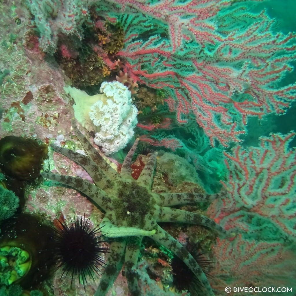 sokcho_scuba_diving_south_korea_diveoclock