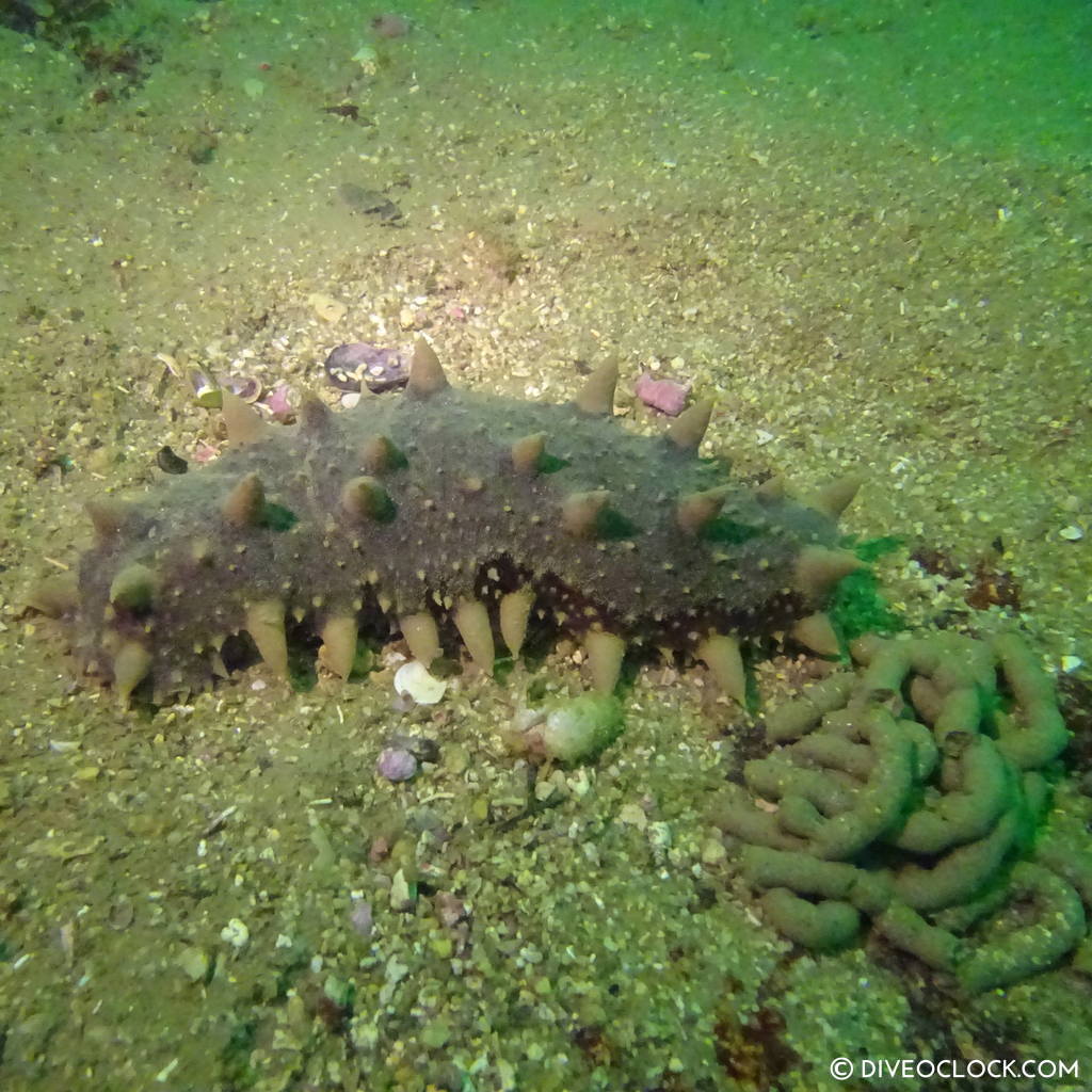 sokcho_scuba_diving_south_korea_diveoclock