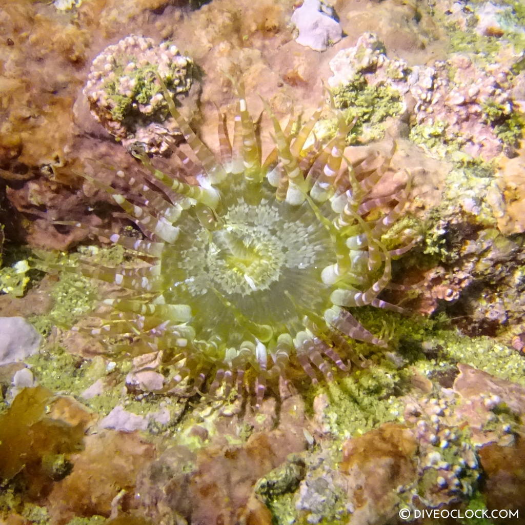 sokcho_scuba_diving_south_korea_diveoclock