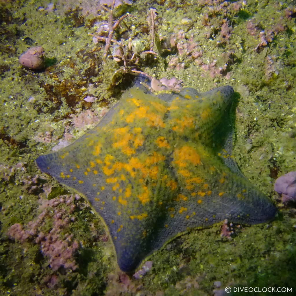 sokcho_scuba_diving_south_korea_diveoclock