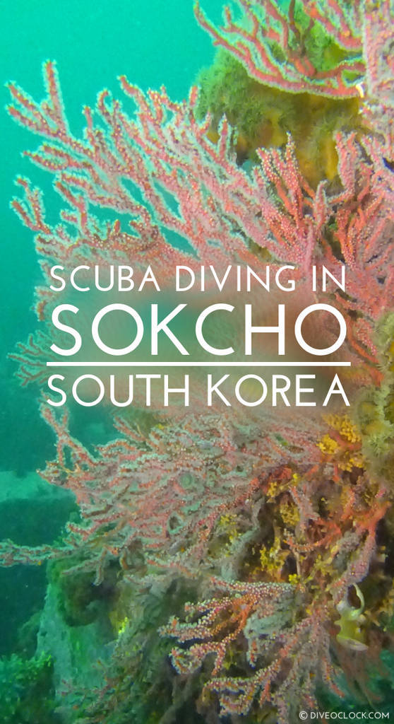 Sokcho SCUBA Diving - Mission Impossible in South Korea
