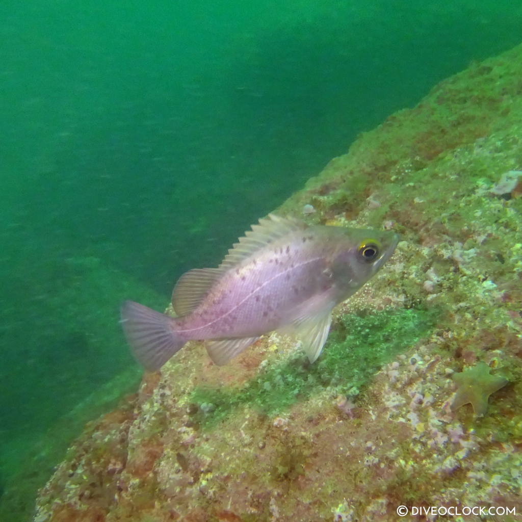 sokcho_scuba_diving_south_korea_diveoclock