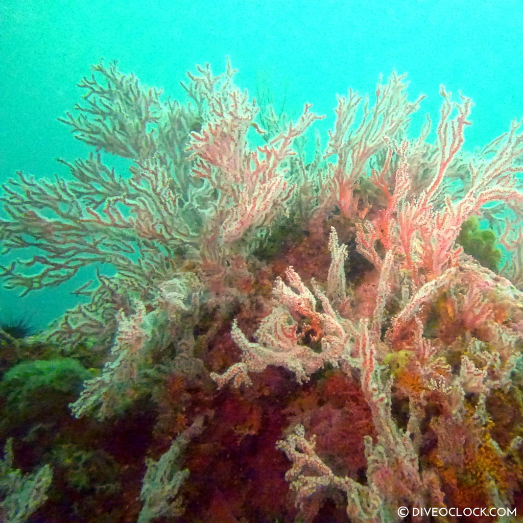 sokcho_scuba_diving_south_korea_diveoclock