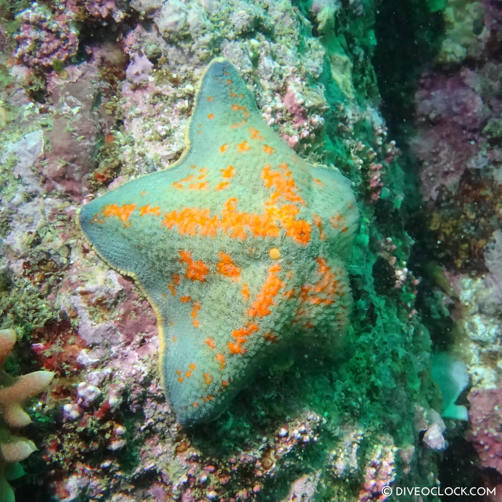 sokcho_scuba_diving_south_korea_diveoclock