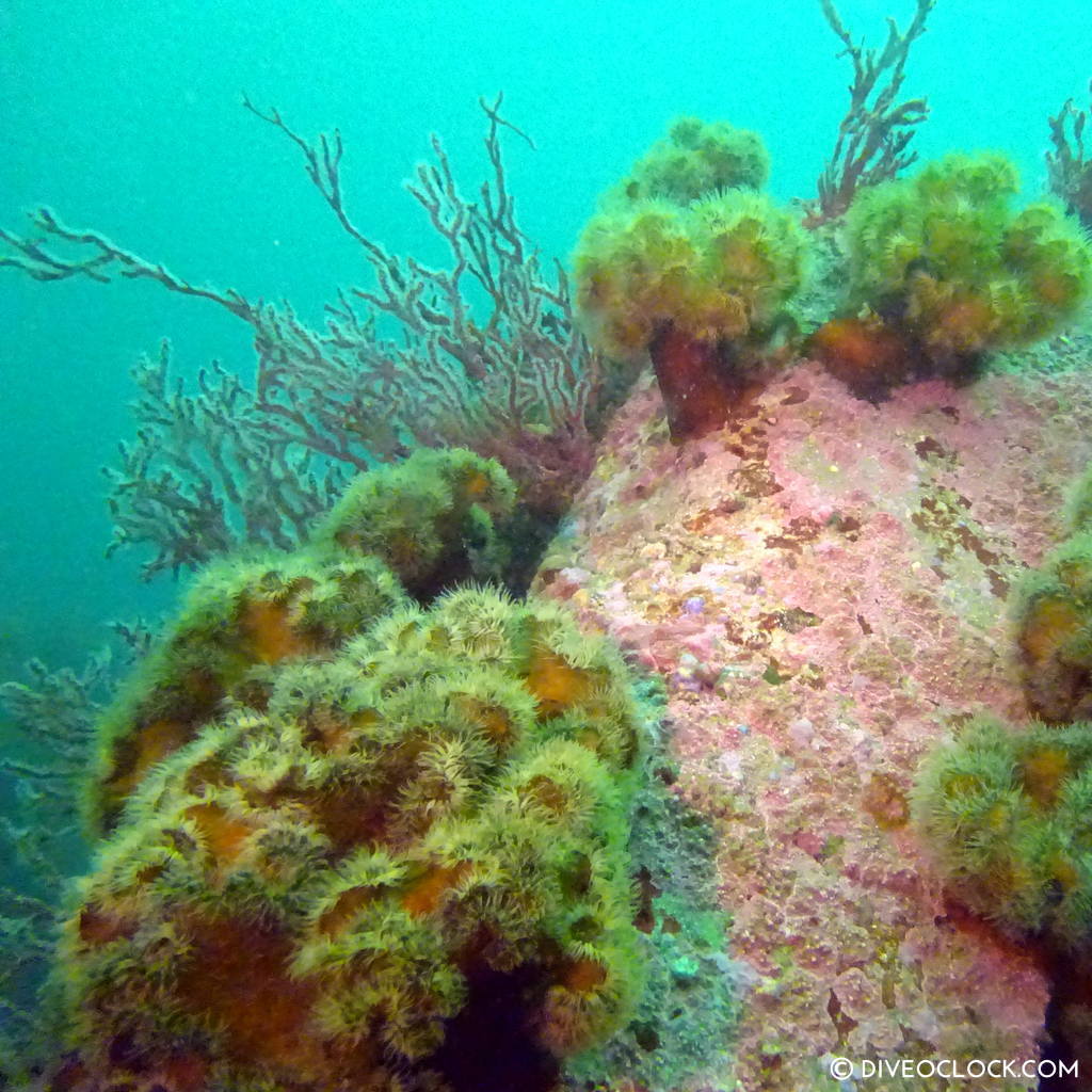 sokcho_scuba_diving_south_korea_diveoclock