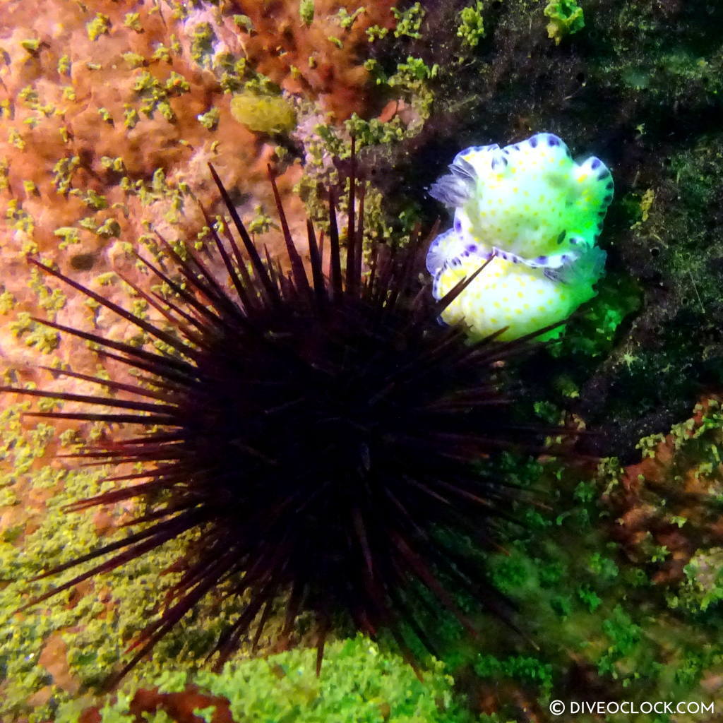 sokcho_scuba_diving_south_korea_diveoclock