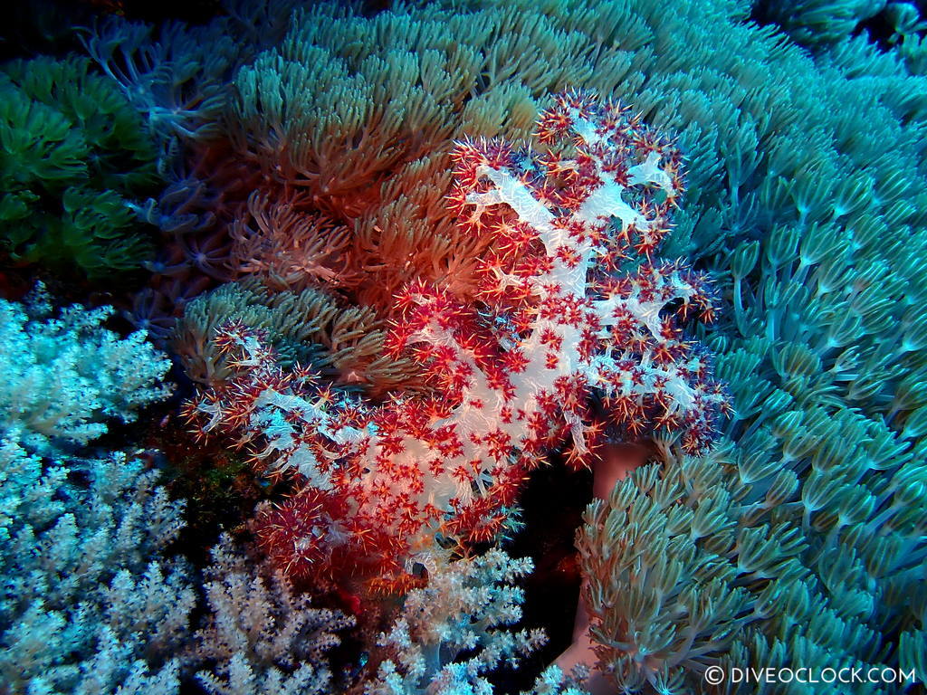 scuba diving green island taiwan lyudao