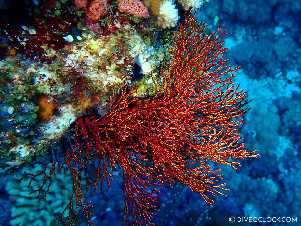 scuba diving green island taiwan lyudao