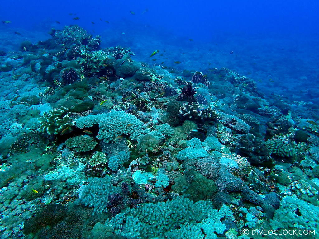 scuba diving green island taiwan lyudao