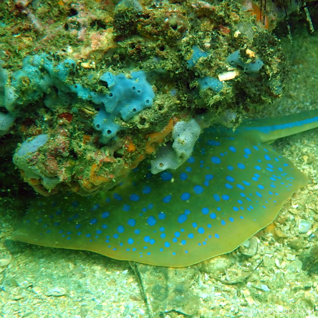 diveoclock scuba diving thailand ko si chang coral gardening