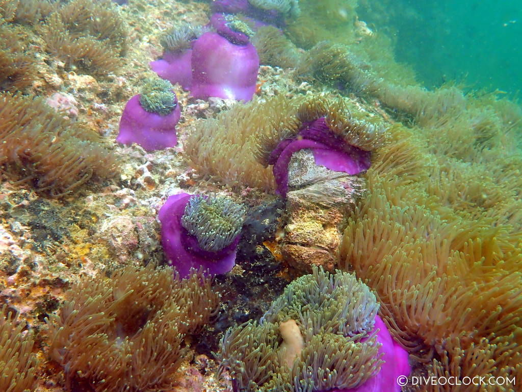 diveoclock scuba diving thailand ko si chang coral gardening