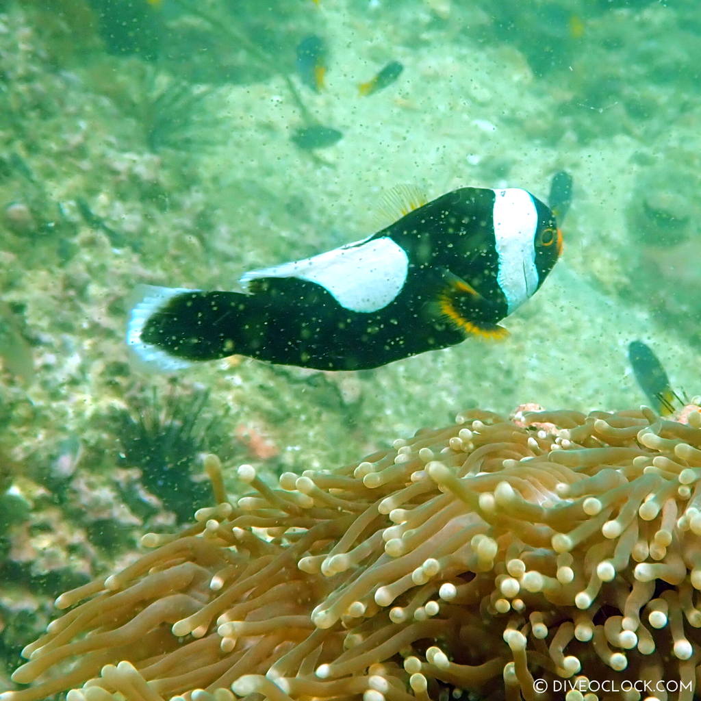 diveoclock scuba diving thailand ko si chang coral gardening