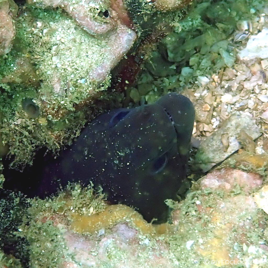 diveoclock scuba diving thailand ko si chang coral gardening