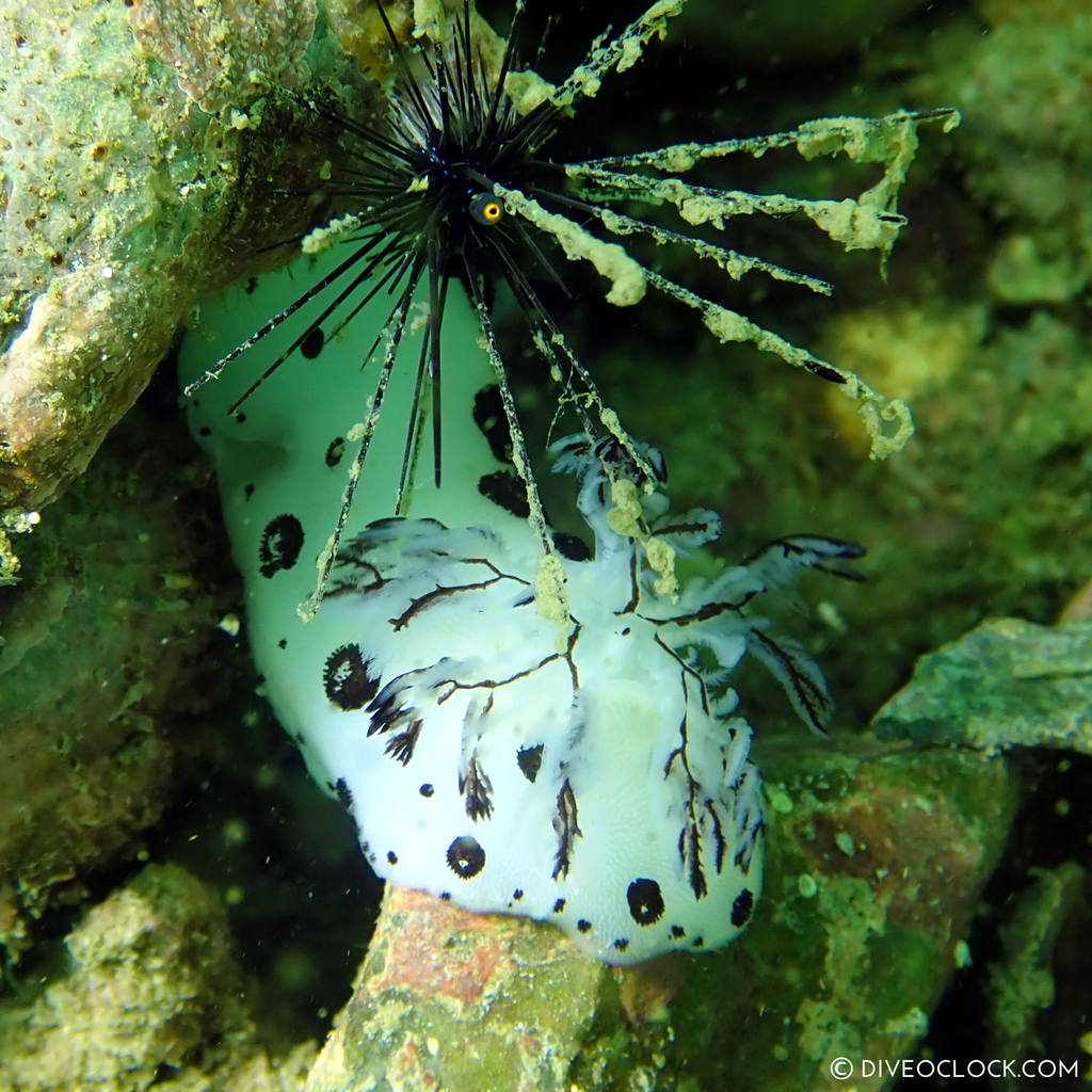 diveoclock scuba diving thailand ko si chang coral gardening