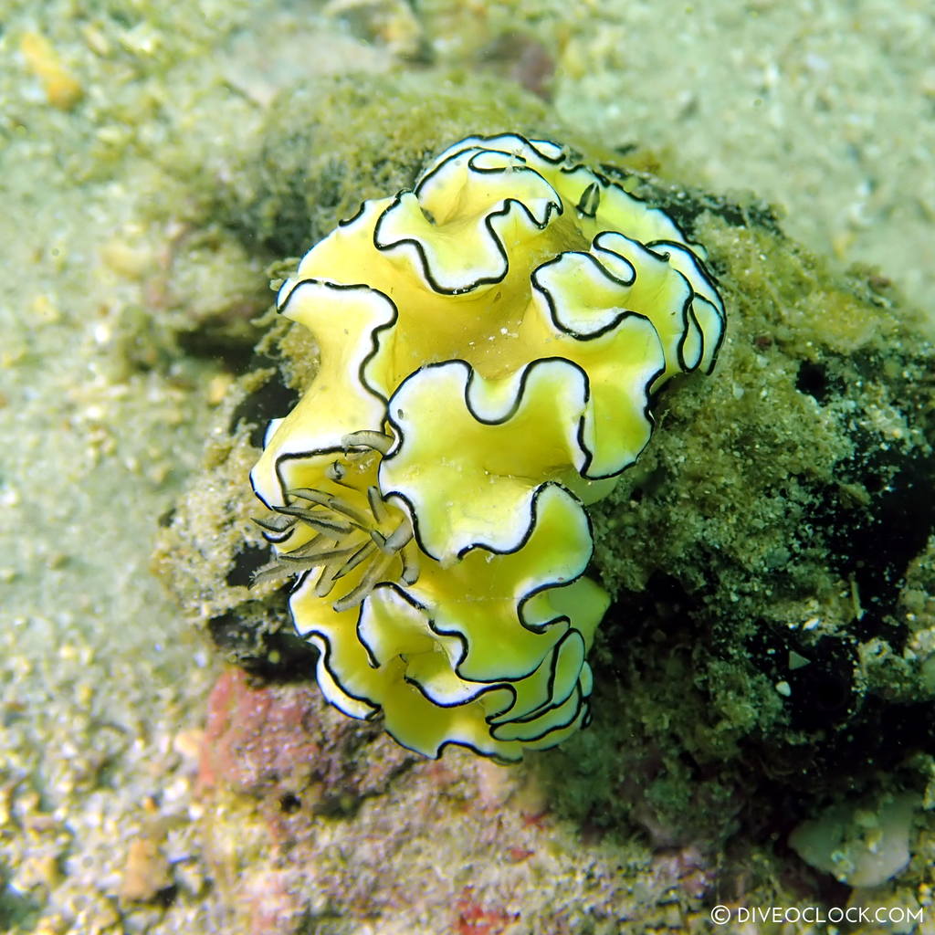 diveoclock scuba diving thailand ko si chang coral gardening