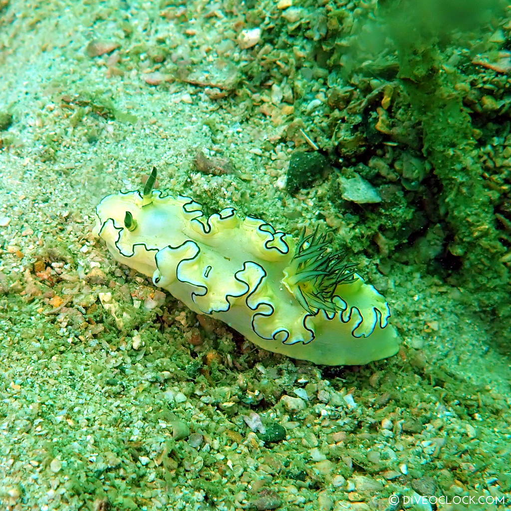 diveoclock scuba diving thailand ko si chang coral gardening