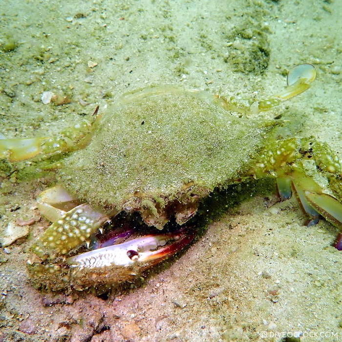 diveoclock scuba diving thailand ko si chang coral gardening