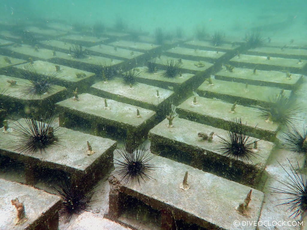 diveoclock scuba diving thailand ko si chang coral gardening