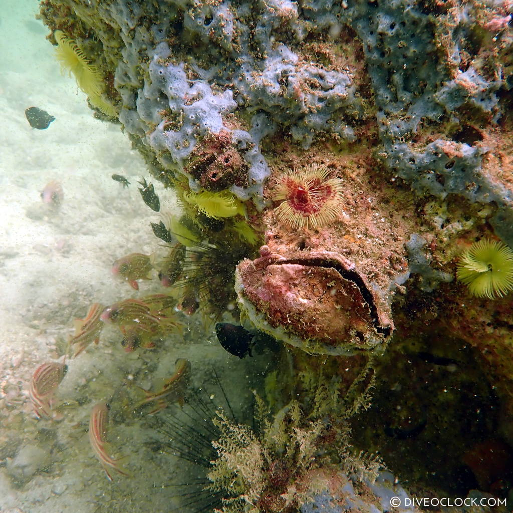 diveoclock scuba diving thailand ko si chang coral gardening