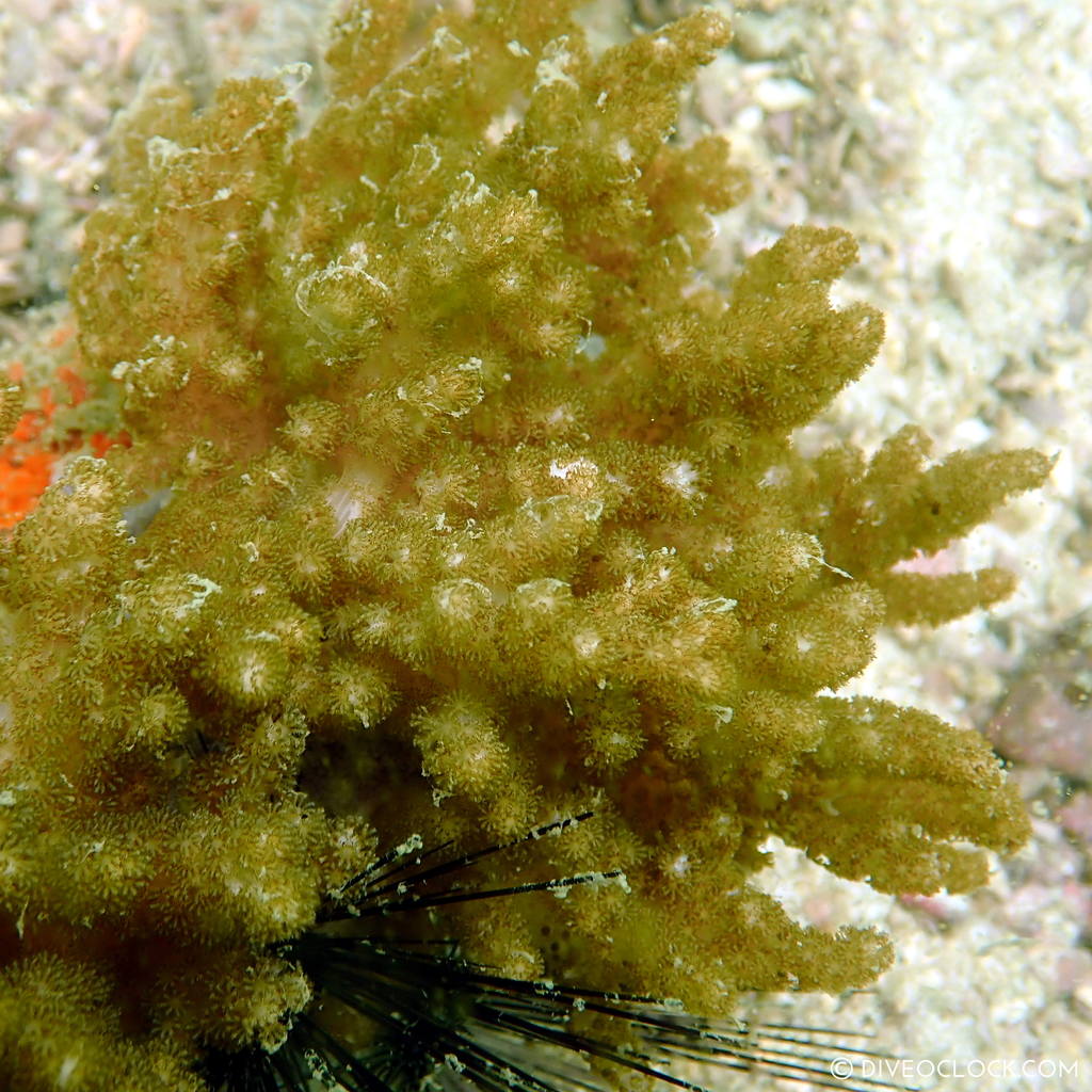 diveoclock scuba diving thailand ko si chang coral gardening