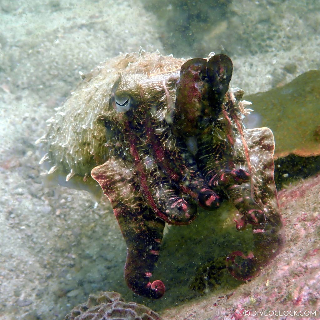 diveoclock scuba diving thailand ko si chang coral gardening