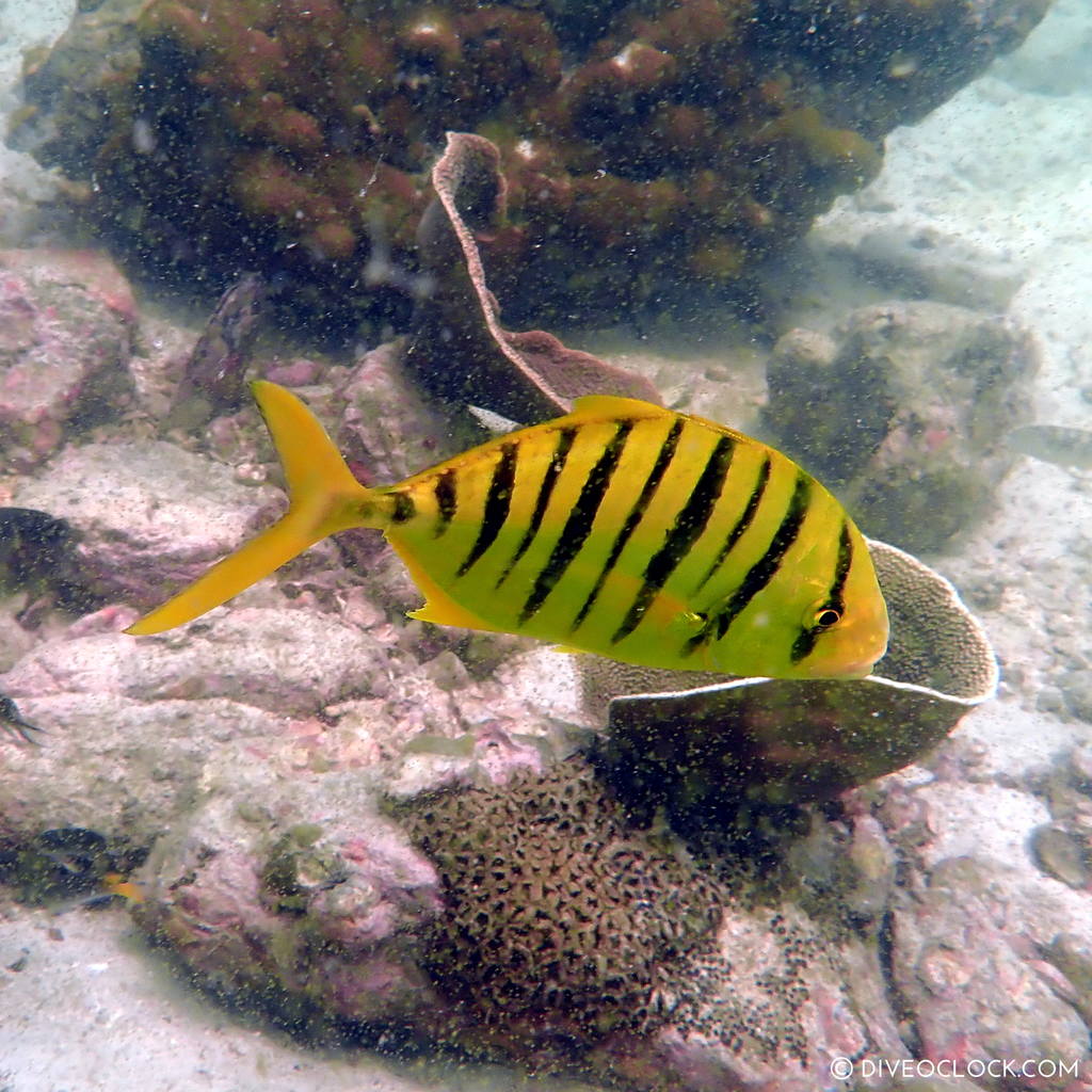 diveoclock scuba diving thailand ko si chang coral gardening