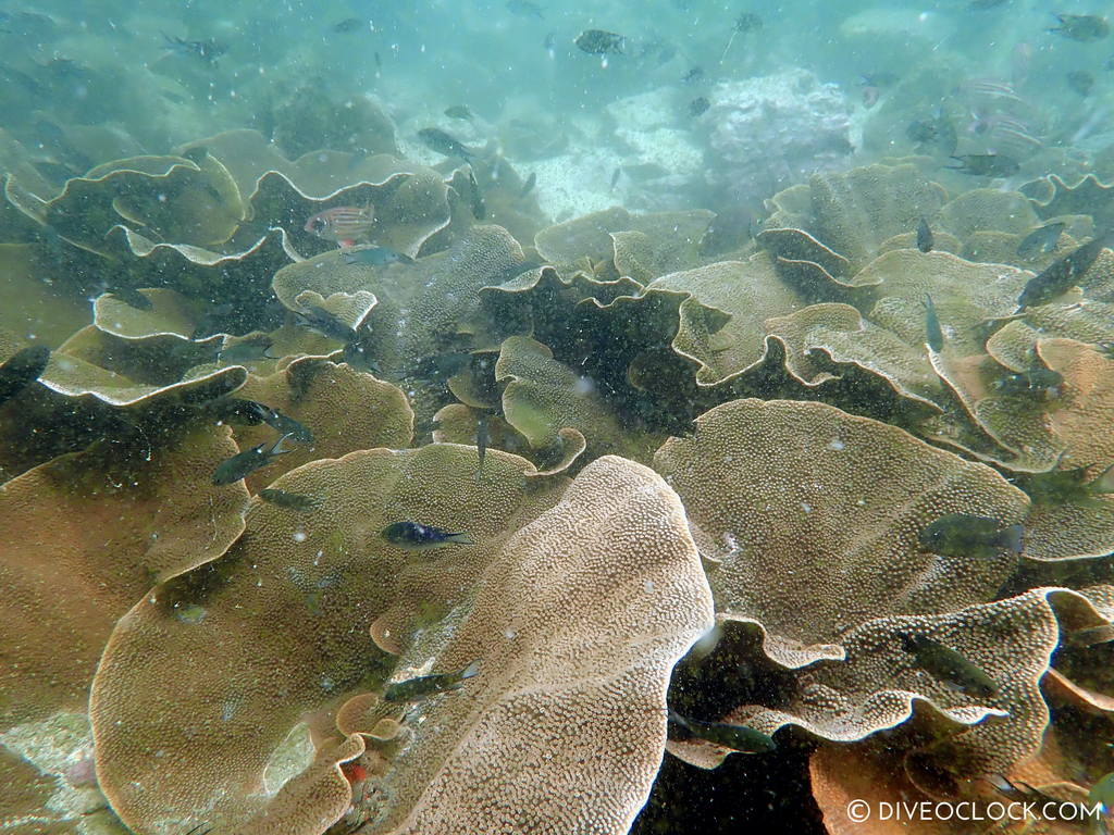 diveoclock scuba diving thailand ko si chang coral gardening