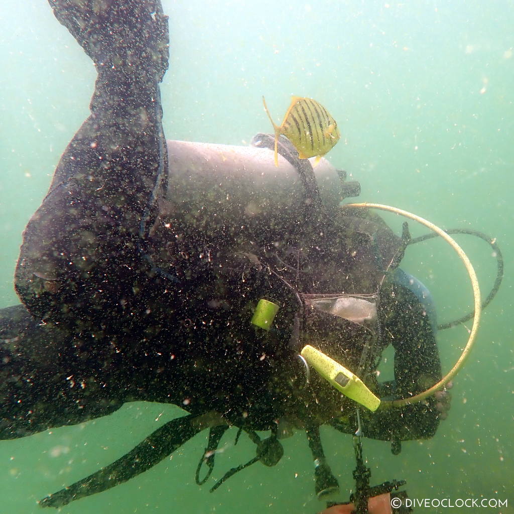 diveoclock scuba diving thailand ko si chang coral gardening