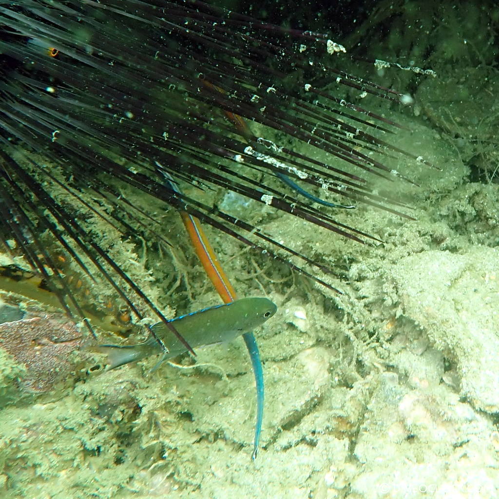 diveoclock scuba diving thailand ko si chang coral gardening