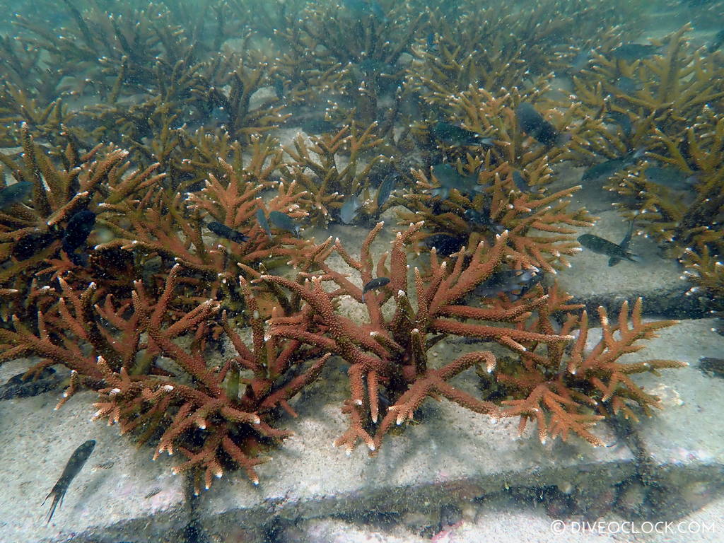 diveoclock scuba diving thailand ko si chang coral gardening