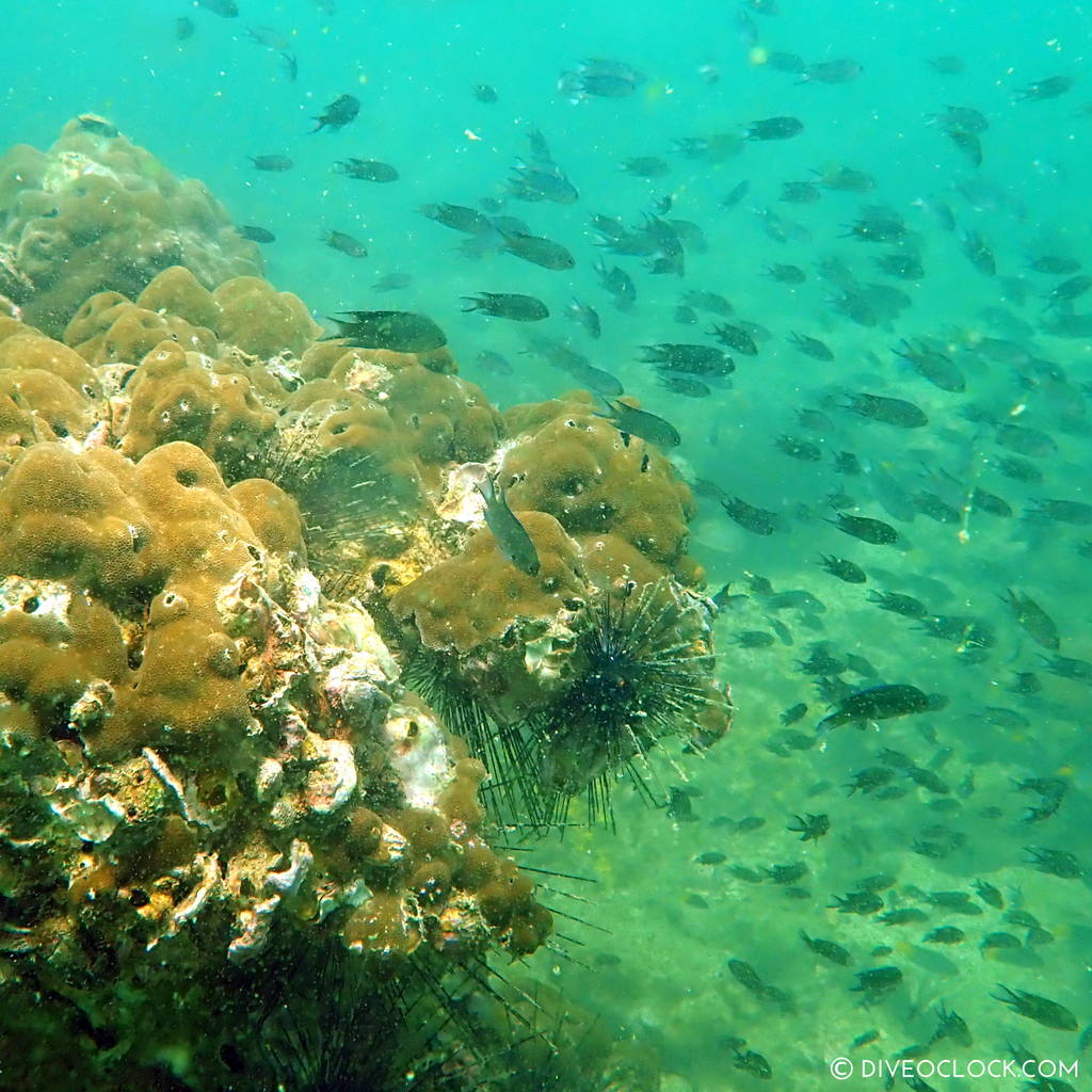 diveoclock scuba diving thailand ko si chang coral gardening