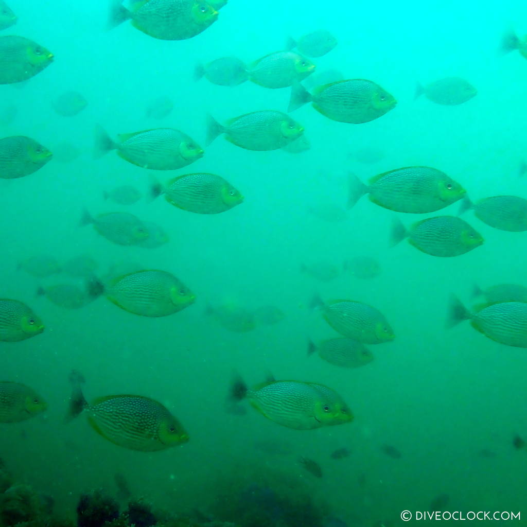 diveoclock scuba diving thailand ko si chang coral gardening