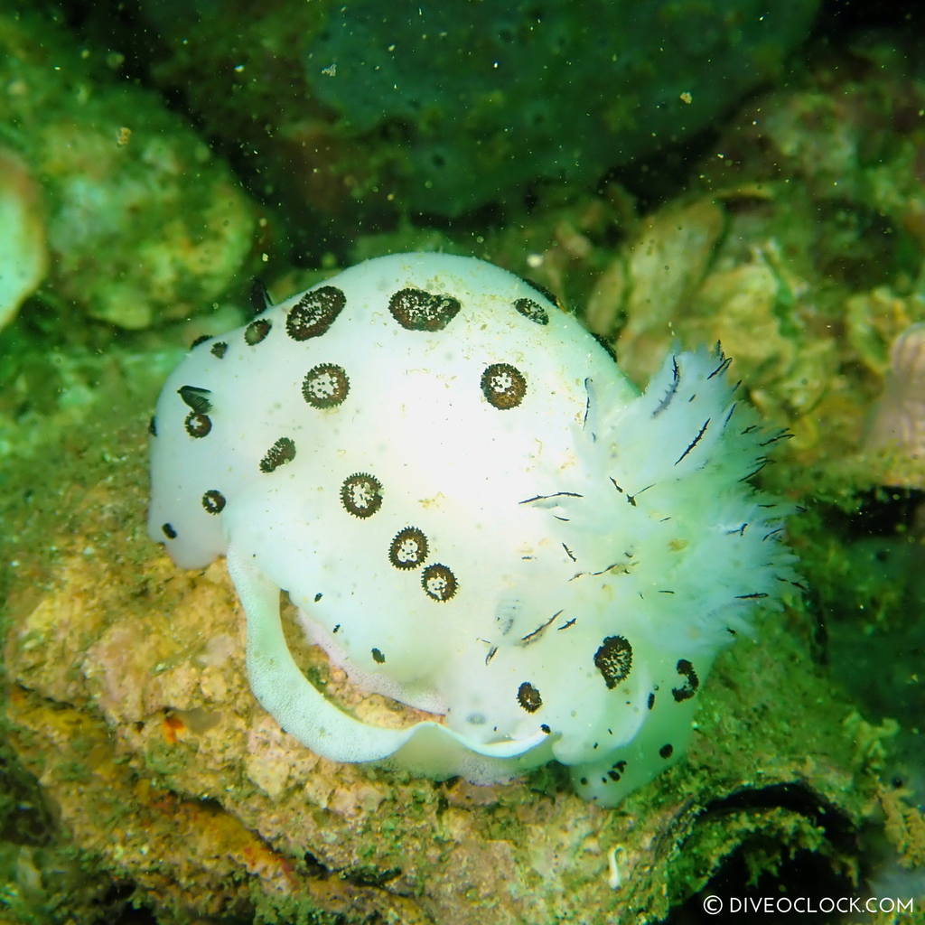 diveoclock scuba diving thailand ko si chang coral gardening