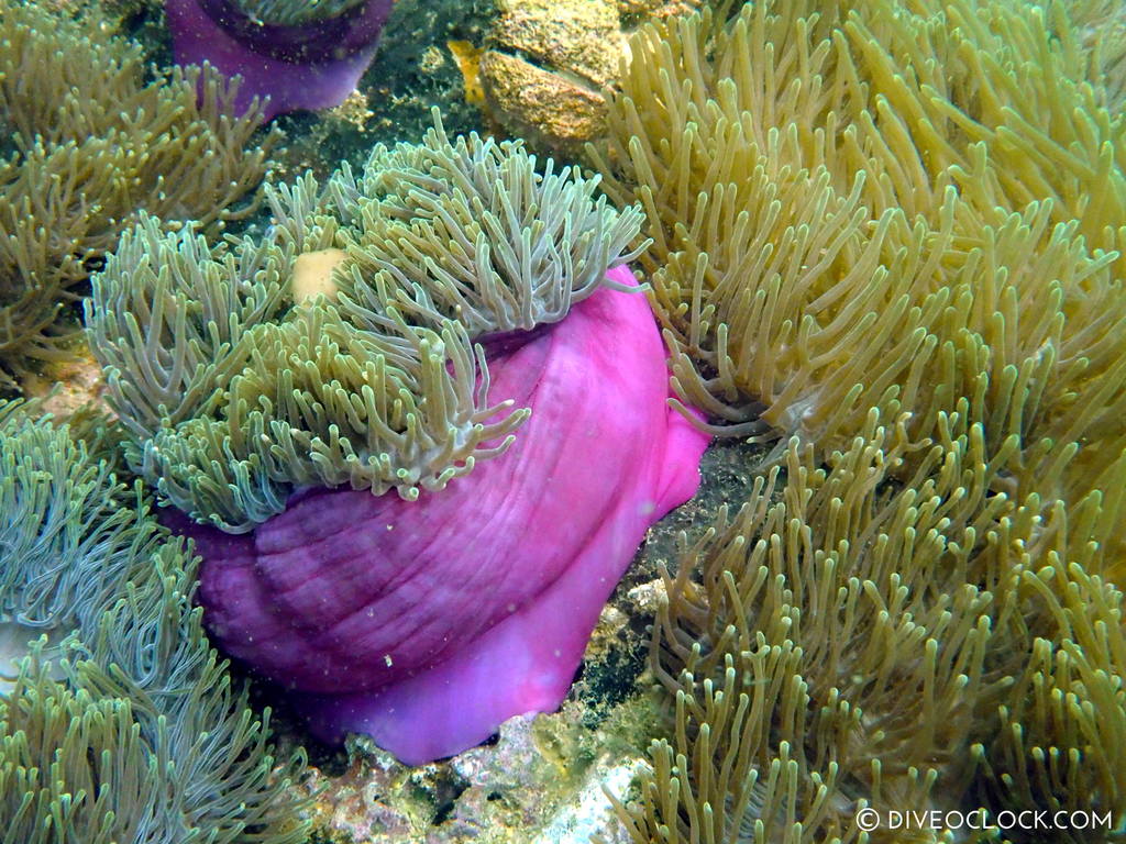 diveoclock ko si chang scuba diving