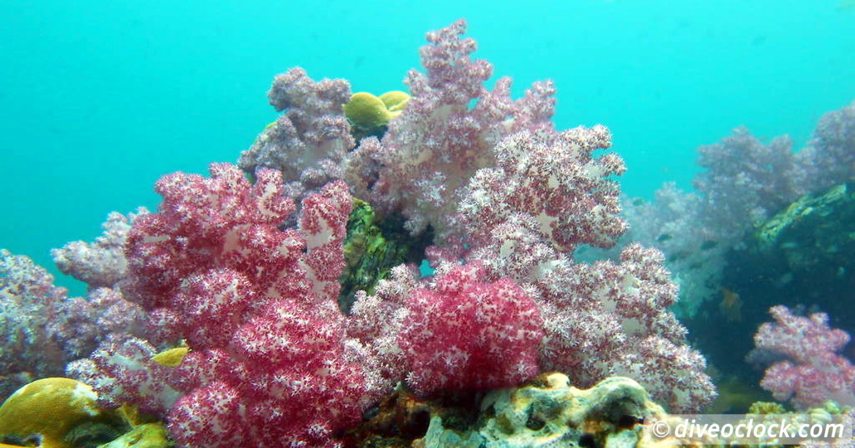 Koh Rong Diving with Sharks Nudibranch in Cambodia  Asia Thailand Koh Lipe 