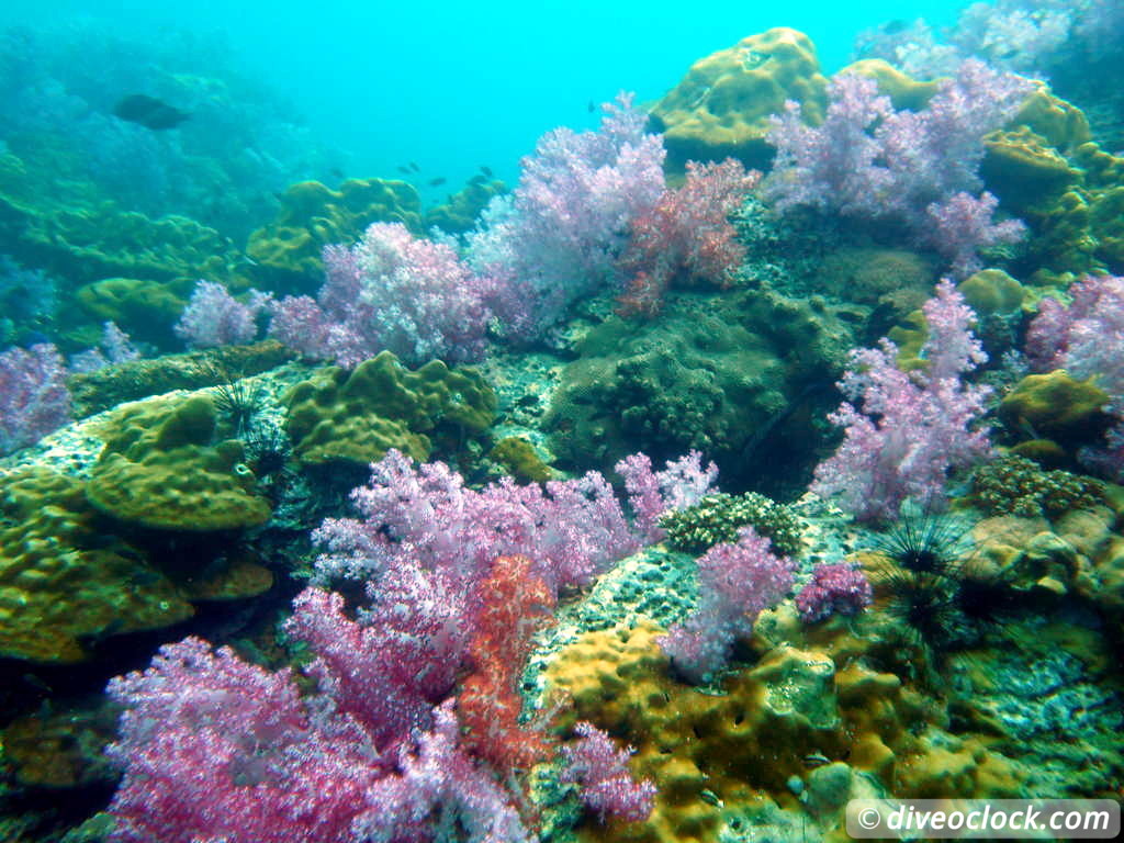 Koh Lipe The Best Dive Sites of Southern Thailand Koh Lipe Thailand Diveoclock 12