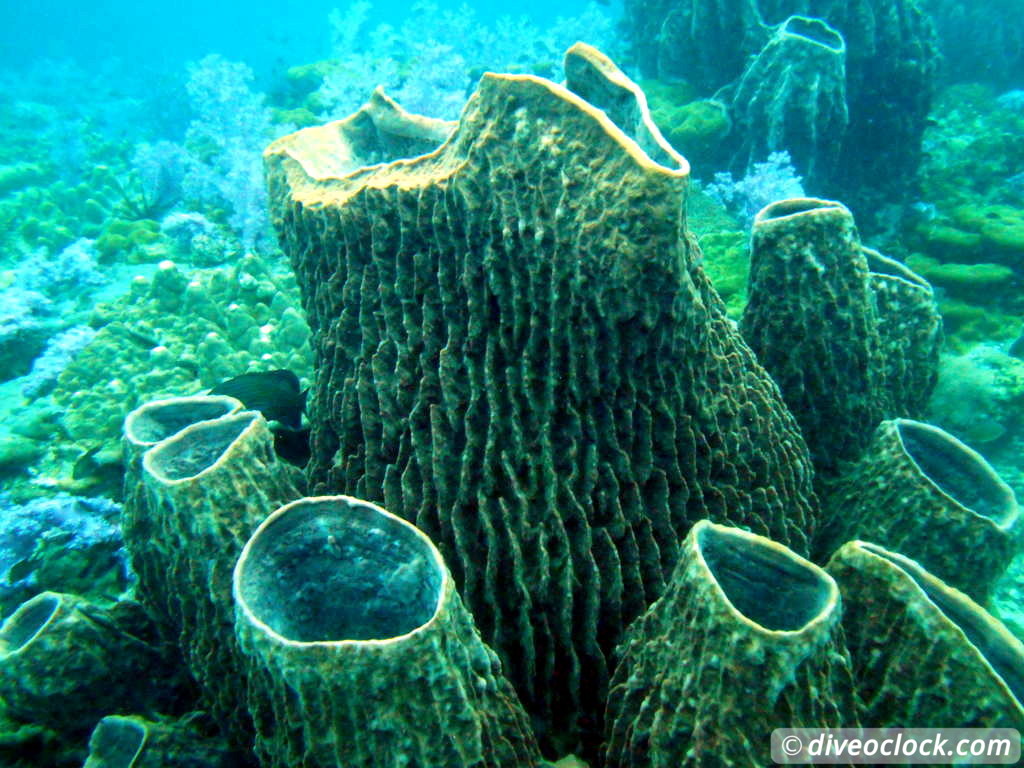 Koh Lipe The Best Dive Sites of Southern Thailand Koh Lipe Thailand Diveoclock 13